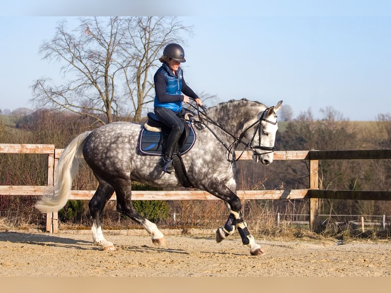 Weitere Warmblüter Wallach 8 Jahre 170 cm Schimmel in Prague