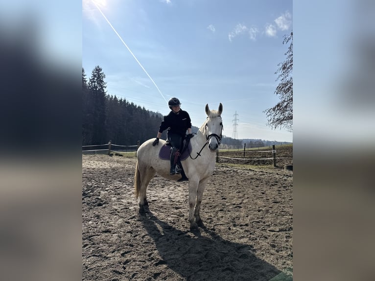 Weitere Warmblüter Wallach 8 Jahre 170 cm Schimmel in Vasoldsberg