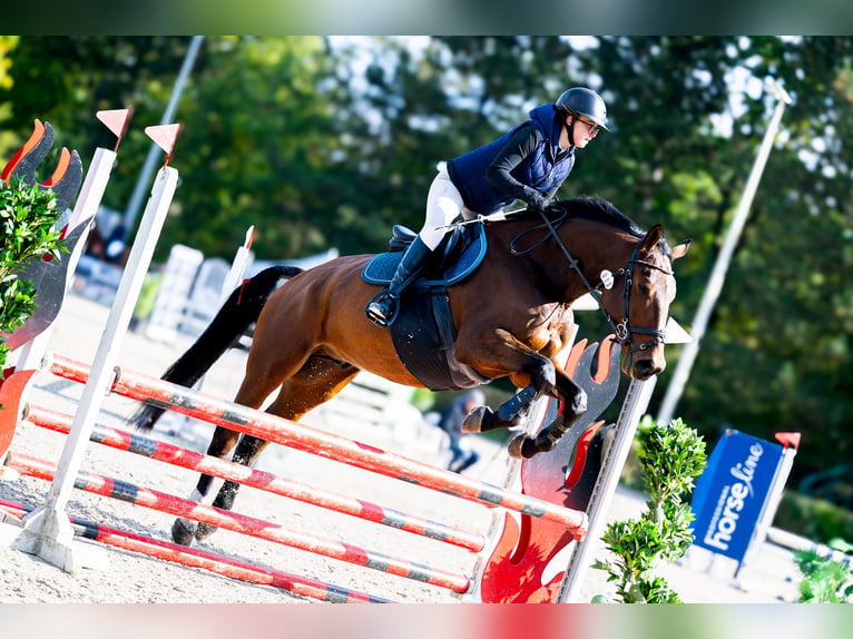 Weitere Warmblüter Wallach 8 Jahre 172 cm Brauner in Kraków