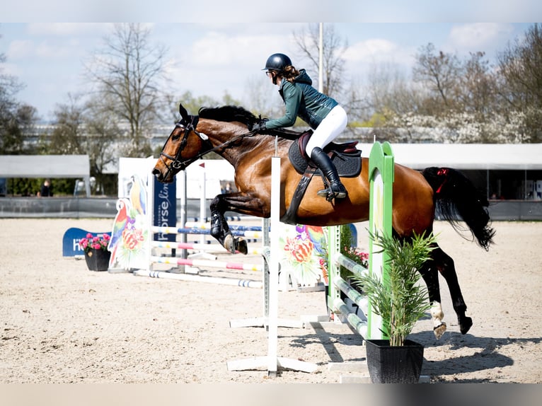 Weitere Warmblüter Wallach 8 Jahre 172 cm Brauner in Kraków