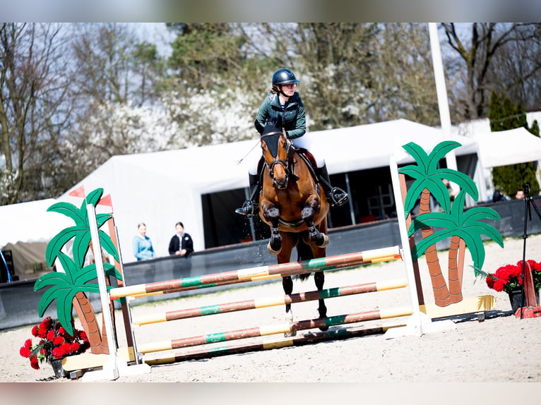 Weitere Warmblüter Wallach 8 Jahre 172 cm Brauner in Kraków