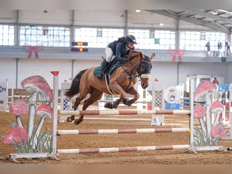 Weitere Warmblüter Wallach 8 Jahre 172 cm Fuchs in CANTABRIA