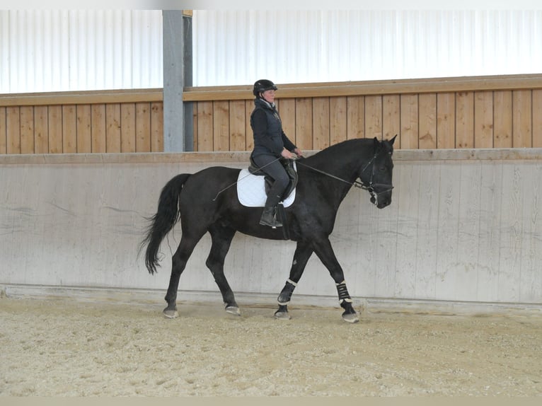 Weitere Warmblüter Wallach 8 Jahre 174 cm  in Wellheim