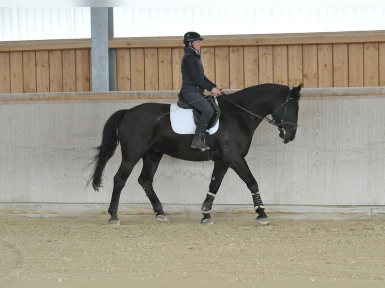 Weitere Warmblüter Wallach 8 Jahre 174 cm  in Wellheim