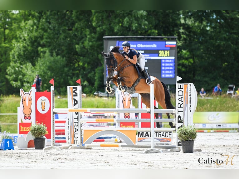 Weitere Warmblüter Wallach 8 Jahre Brauner in Slovenska Bistrica