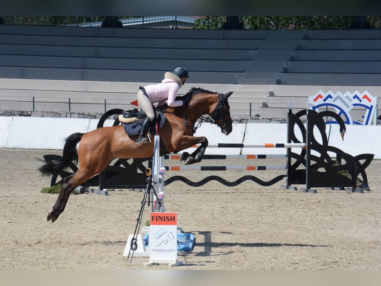 Weitere Warmblüter Wallach 8 Jahre Brauner in Slovenska Bistrica