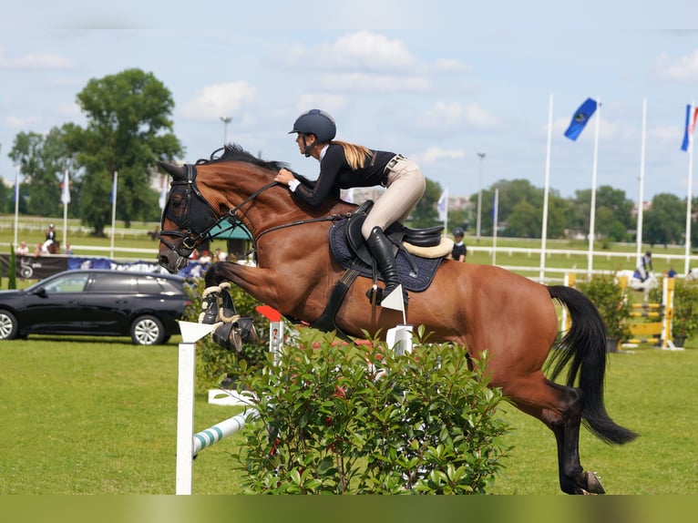 Weitere Warmblüter Wallach 8 Jahre Brauner in Slovenska Bistrica