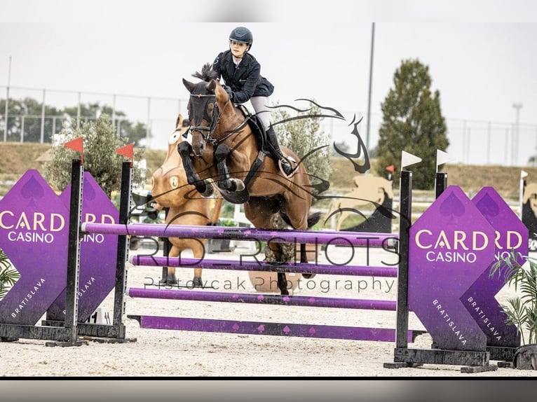 Weitere Warmblüter Wallach 8 Jahre Brauner in Slovenska Bistrica