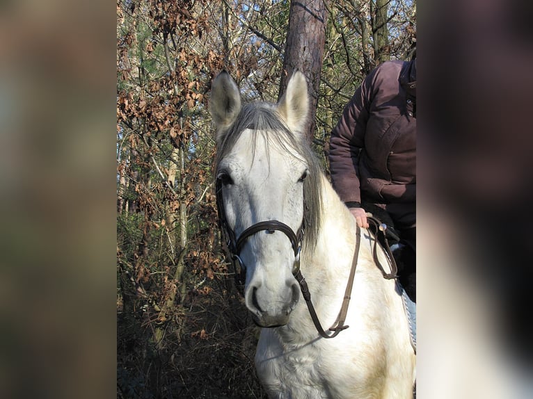 Weitere Warmblüter Mix Wallach 9 Jahre 155 cm Apfelschimmel in Euskirchen
