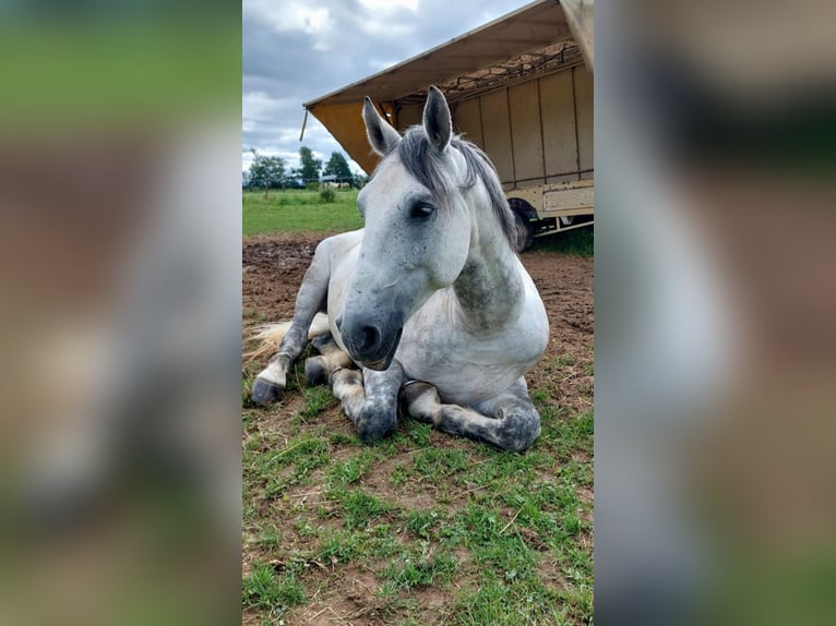 Weitere Warmblüter Mix Wallach 9 Jahre 155 cm Apfelschimmel in Euskirchen