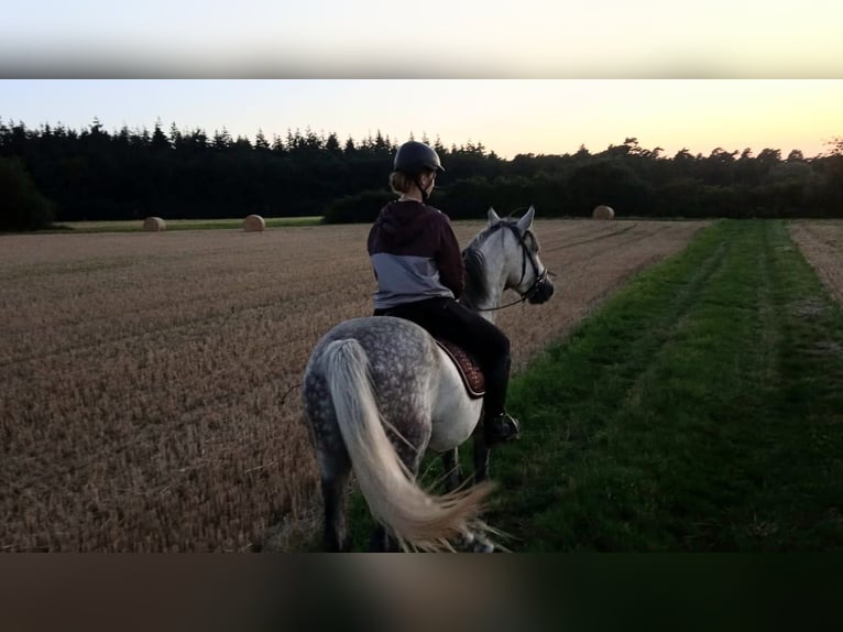 Weitere Warmblüter Mix Wallach 9 Jahre 155 cm Apfelschimmel in Euskirchen