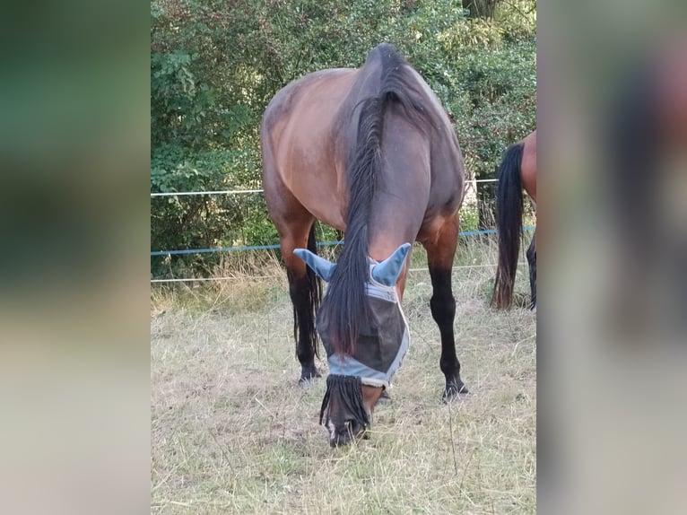 Weitere Warmblüter Mix Wallach 9 Jahre 155 cm Dunkelbrauner in Altenbuch Weitere Warmblüter Mix Wallach 9 Jahre 155 cm Dunkelbrauner in Altenbuch