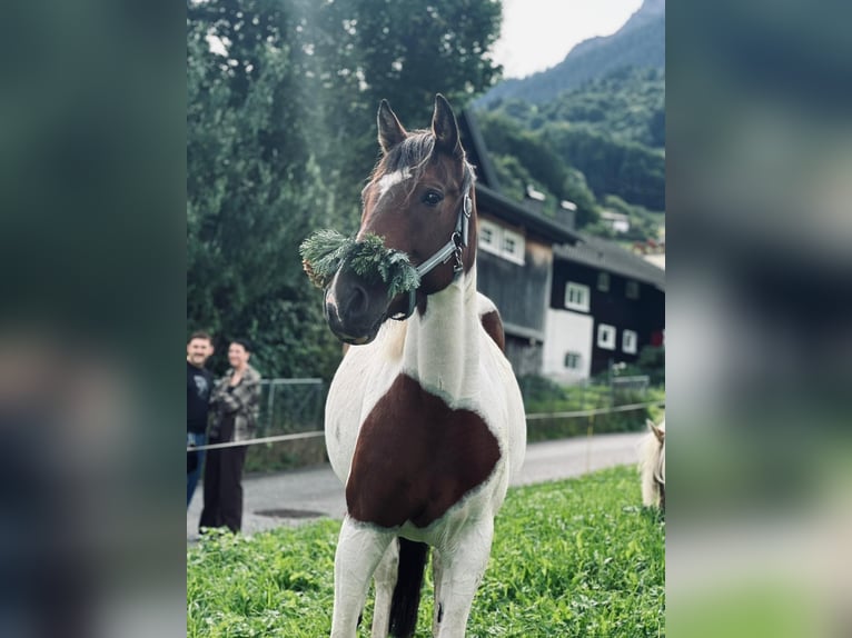 Weitere Warmblüter Mix Wallach 9 Jahre 156 cm Schecke in Dornbirn