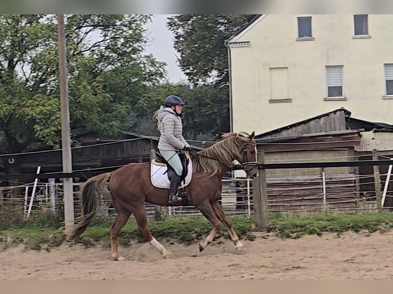 Weitere Warmblüter Mix Wallach 9 Jahre 159 cm Dunkelfuchs in M&#xFC;lheim an der Ruhr