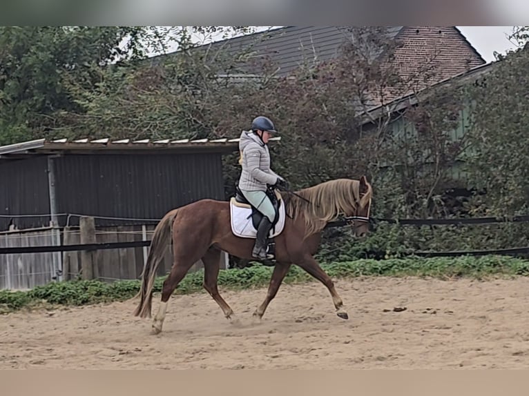 Weitere Warmblüter Mix Wallach 9 Jahre 159 cm Dunkelfuchs in M&#xFC;lheim an der Ruhr