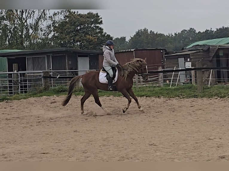 Weitere Warmblüter Mix Wallach 9 Jahre 159 cm Dunkelfuchs in M&#xFC;lheim an der Ruhr