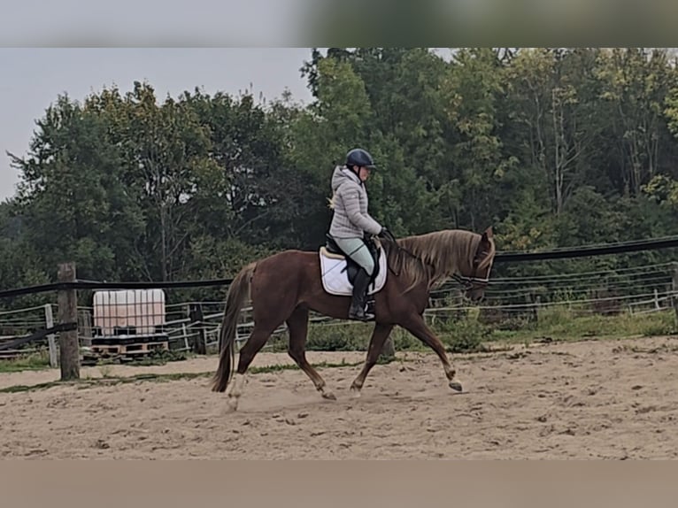 Weitere Warmblüter Mix Wallach 9 Jahre 159 cm Dunkelfuchs in M&#xFC;lheim an der Ruhr