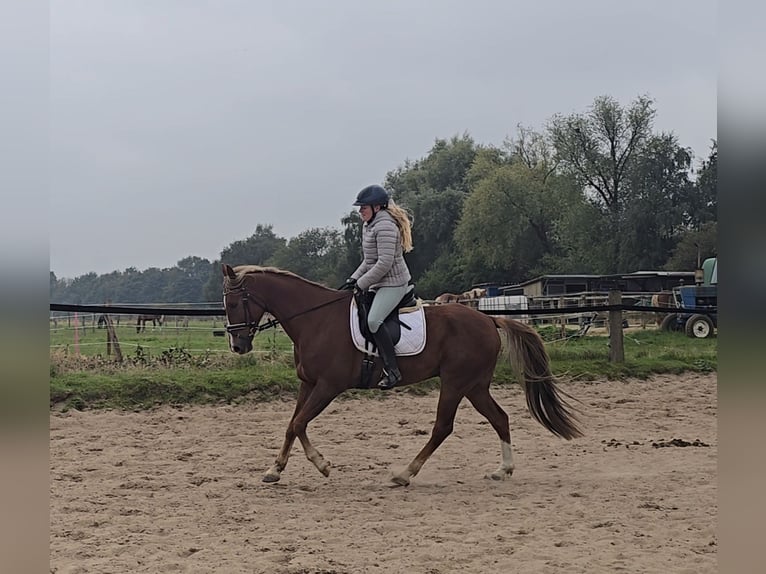 Weitere Warmblüter Mix Wallach 9 Jahre 159 cm Dunkelfuchs in M&#xFC;lheim an der Ruhr