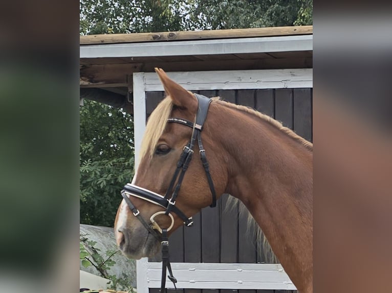 Weitere Warmblüter Mix Wallach 9 Jahre 159 cm Dunkelfuchs in M&#xFC;lheim an der Ruhr
