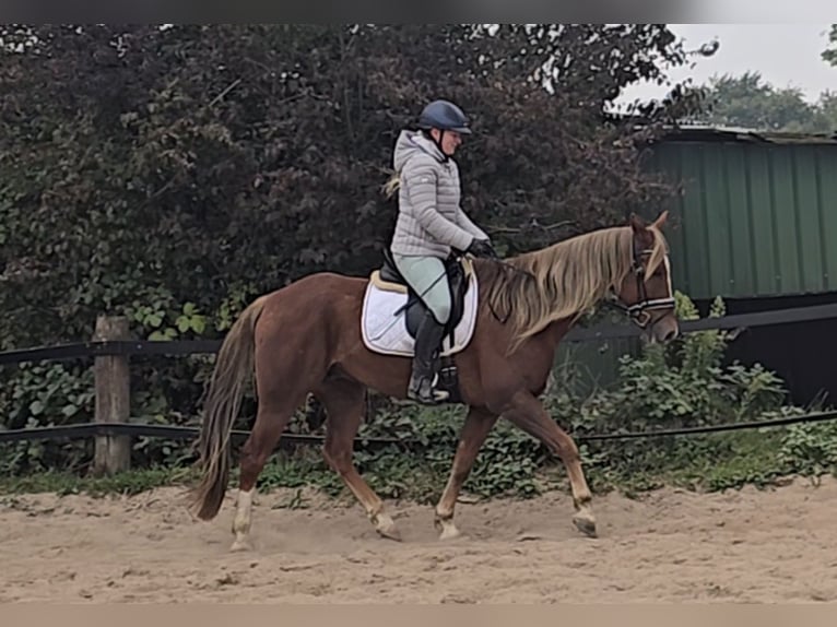 Weitere Warmblüter Mix Wallach 9 Jahre 159 cm Dunkelfuchs in M&#xFC;lheim an der Ruhr