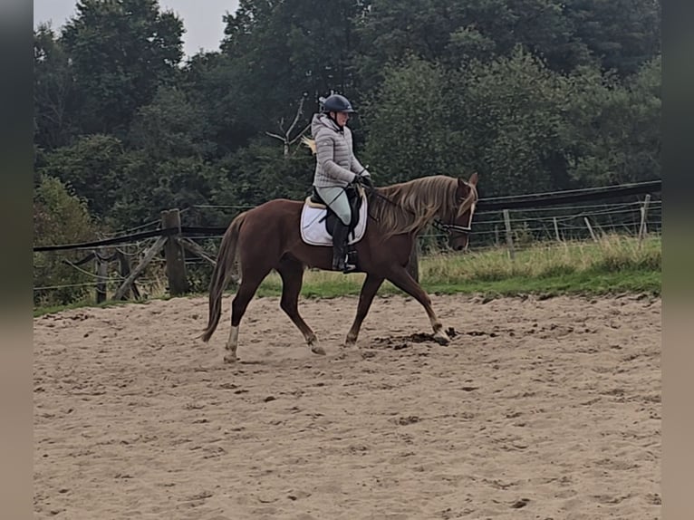 Weitere Warmblüter Mix Wallach 9 Jahre 159 cm Dunkelfuchs in M&#xFC;lheim an der Ruhr