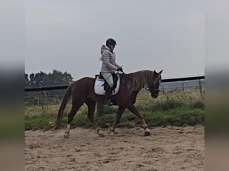 Weitere Warmblüter Mix Wallach 9 Jahre 159 cm Dunkelfuchs in M&#xFC;lheim an der Ruhr