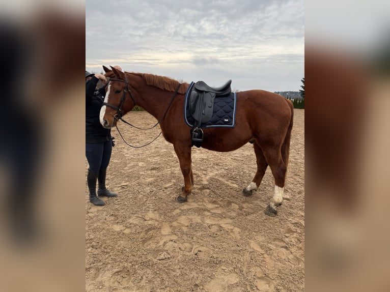 Weitere Warmblüter Wallach 9 Jahre 159 cm Fuchs in Neu Gaarz