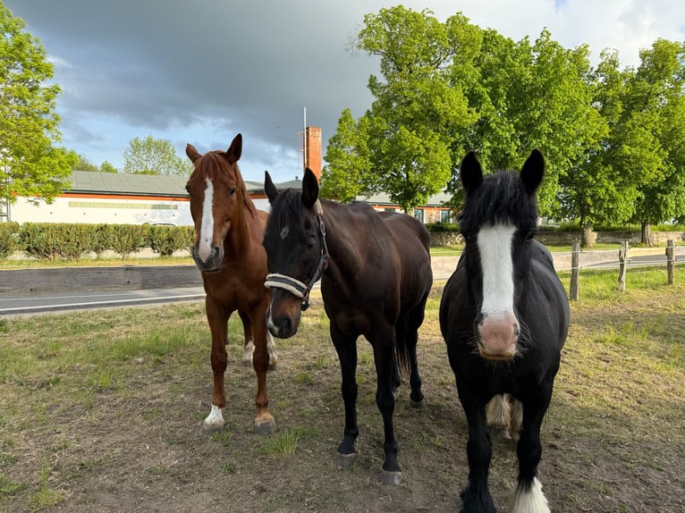 Weitere Warmblüter Wallach 9 Jahre 159 cm Fuchs in Neu Gaarz