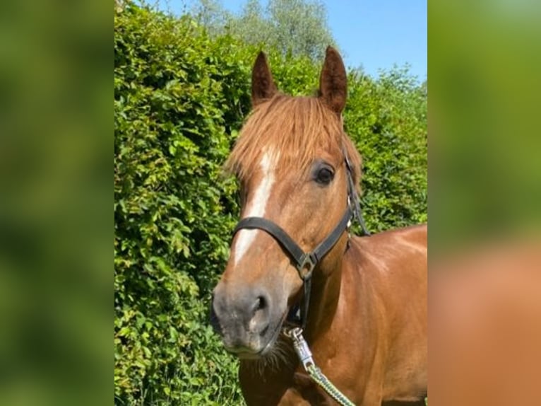 Weitere Warmblüter Wallach 9 Jahre 160 cm Fuchs in Elze Esbeck