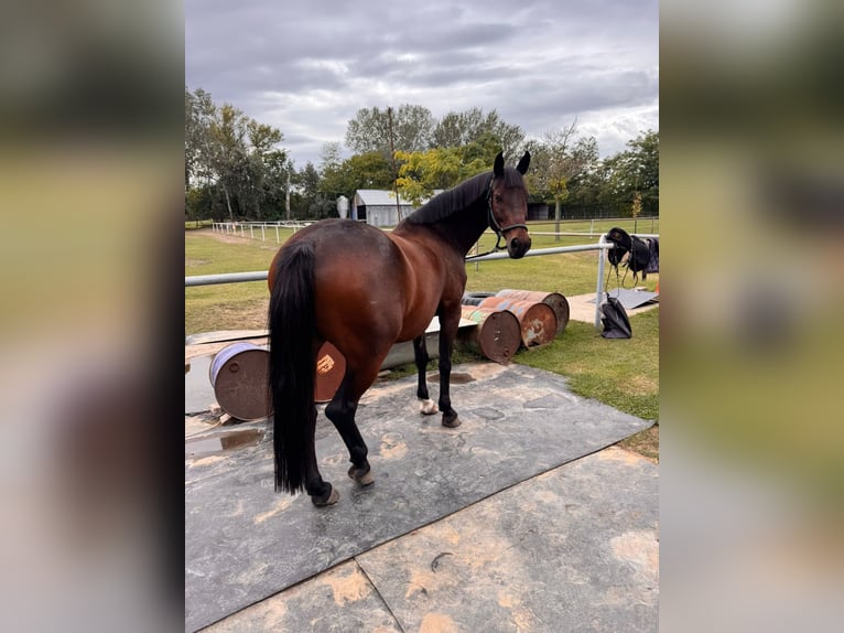 Weitere Warmblüter Wallach 9 Jahre 161 cm Brauner in Schattendorf