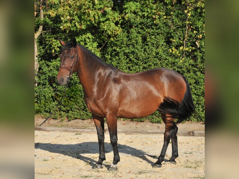 Weitere Warmblüter Wallach 9 Jahre 161 cm Brauner in Schattendorf