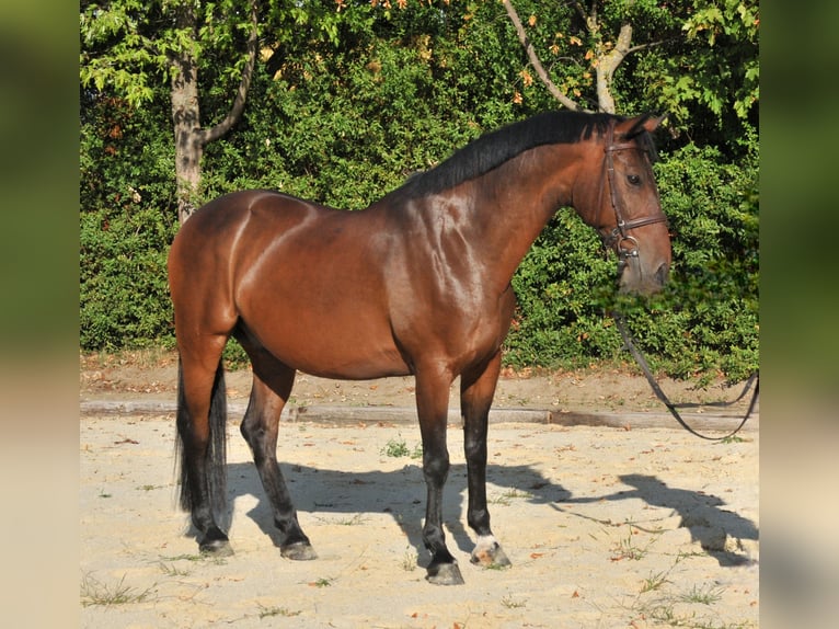 Weitere Warmblüter Wallach 9 Jahre 161 cm Brauner in Schattendorf