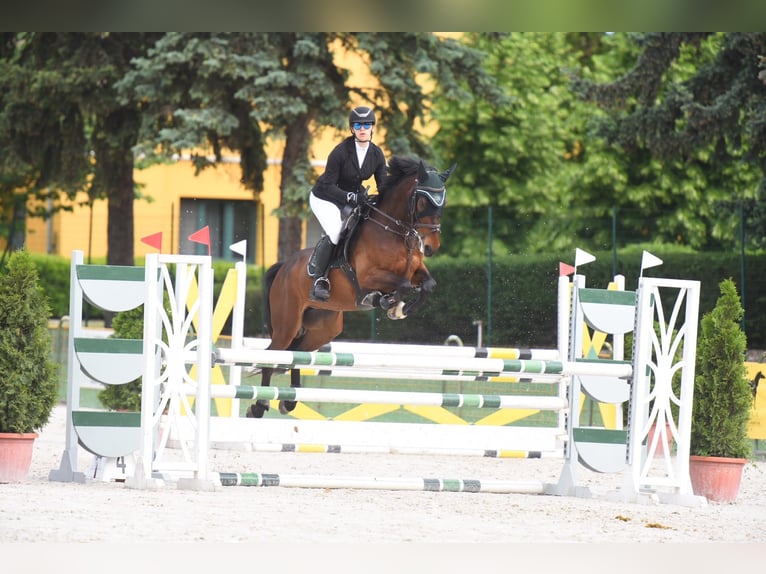 Weitere Warmblüter Wallach 9 Jahre 161 cm Brauner in Schattendorf