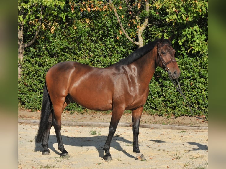 Weitere Warmblüter Wallach 9 Jahre 161 cm Brauner in Schattendorf