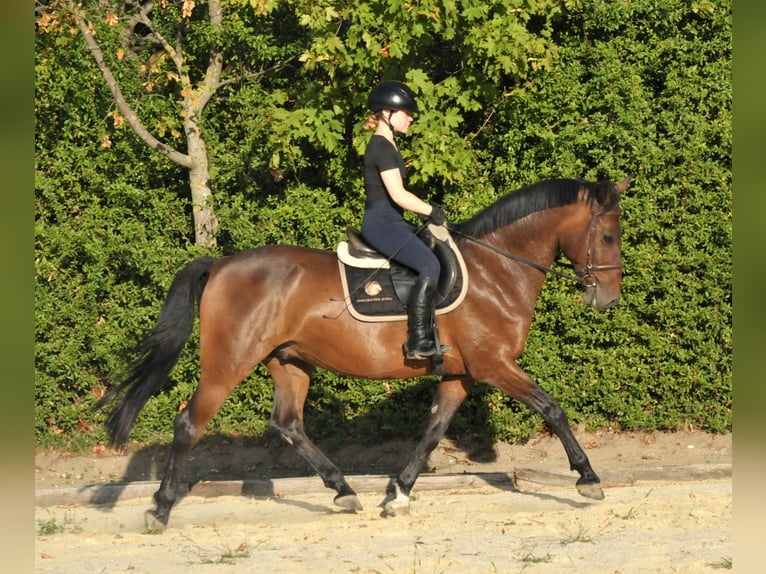 Weitere Warmblüter Wallach 9 Jahre 161 cm Brauner in Schattendorf