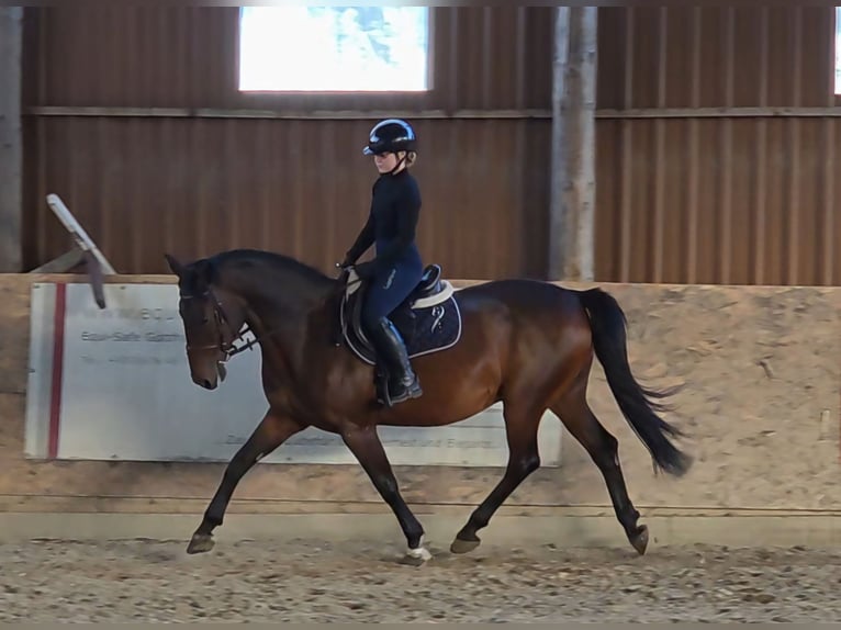 Weitere Warmblüter Wallach 9 Jahre 161 cm Brauner in Schattendorf