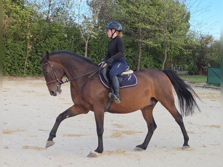 Weitere Warmblüter Wallach 9 Jahre 161 cm Brauner in Schattendorf