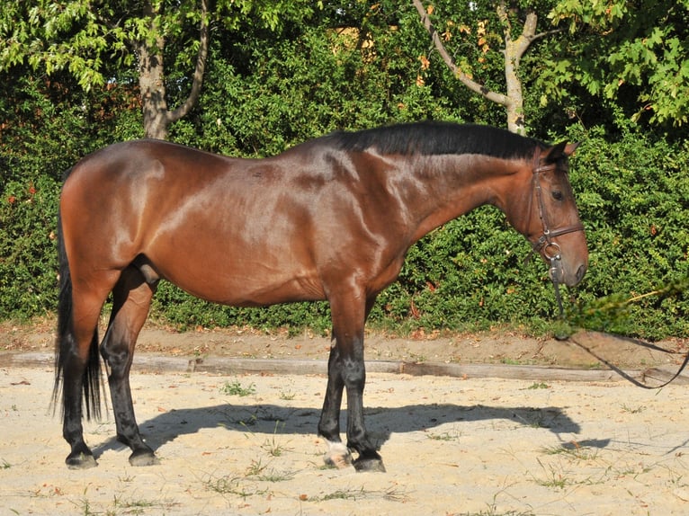 Weitere Warmblüter Wallach 9 Jahre 161 cm Brauner in Schattendorf