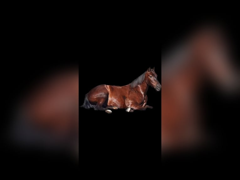 Weitere Warmblüter Wallach 9 Jahre 163 cm Rappe in Berod bei Höchstenbach