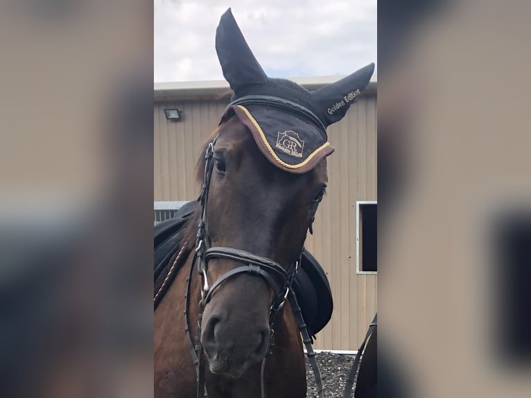 Weitere Warmblüter Wallach 9 Jahre 163 cm Rappe in Berod bei Höchstenbach