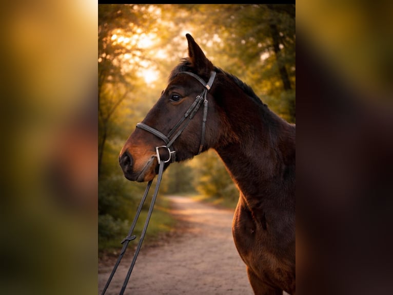 Weitere Warmblüter Wallach 9 Jahre 164 cm Dunkelbrauner in Götzendorf