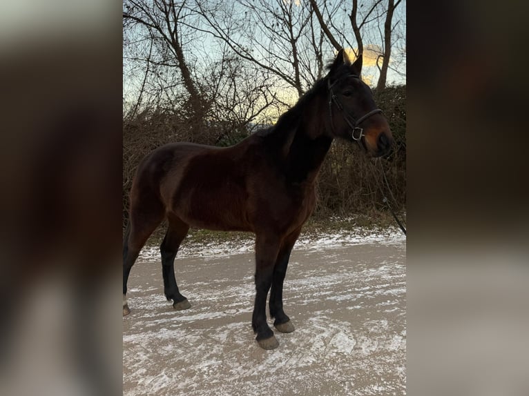 Weitere Warmblüter Wallach 9 Jahre 164 cm Dunkelbrauner in Götzendorf