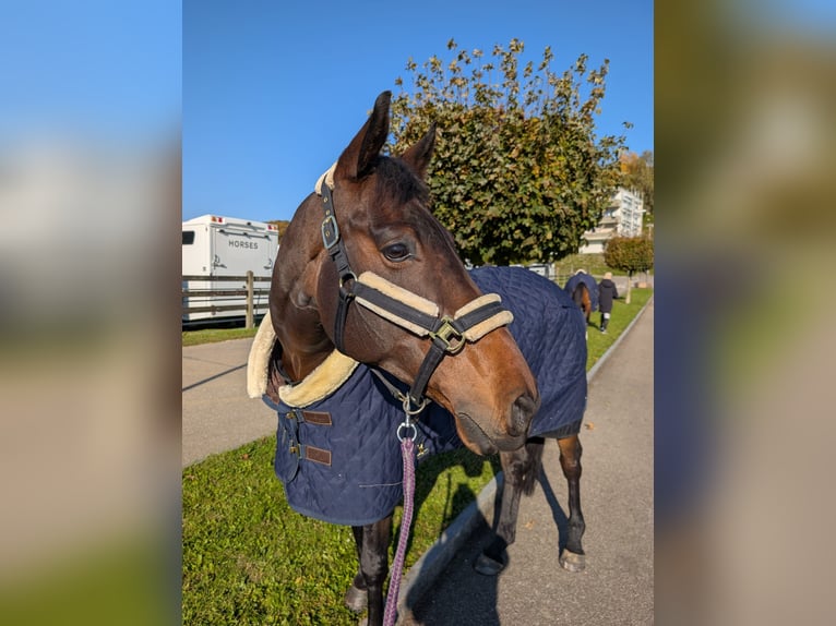 Weitere Warmblüter Wallach 9 Jahre 165 cm Brauner in Glovelier JU
