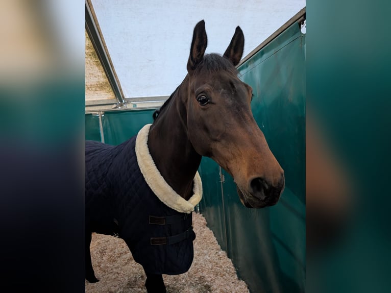 Weitere Warmblüter Wallach 9 Jahre 165 cm Brauner in Glovelier JU