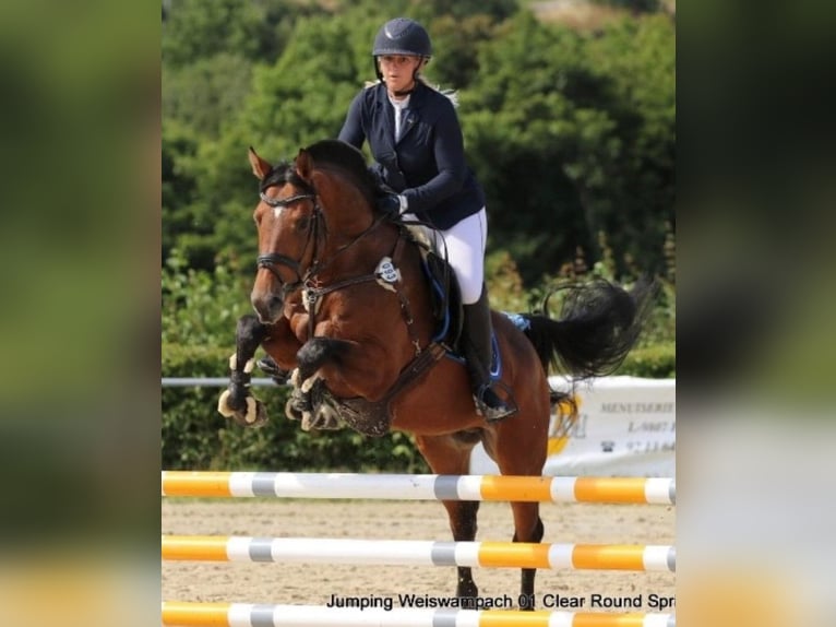 Weitere Warmblüter Wallach 9 Jahre 165 cm Brauner in LahrWallendorf
