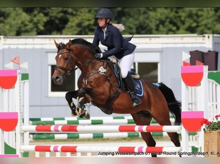 Weitere Warmblüter Wallach 9 Jahre 165 cm Brauner in LahrWallendorf