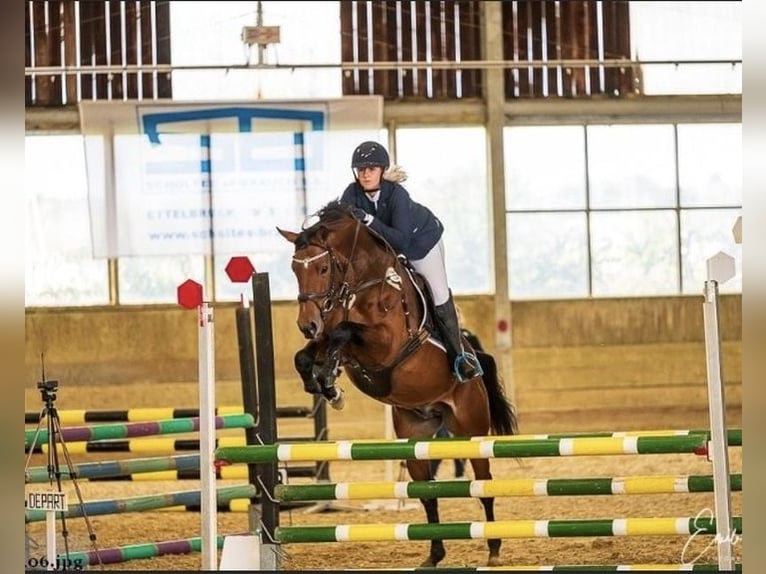Weitere Warmblüter Wallach 9 Jahre 165 cm Brauner in LahrWallendorf