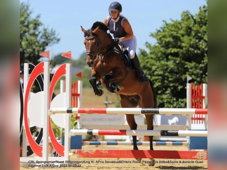Weitere Warmblüter Wallach 9 Jahre 165 cm Brauner in LahrWallendorf