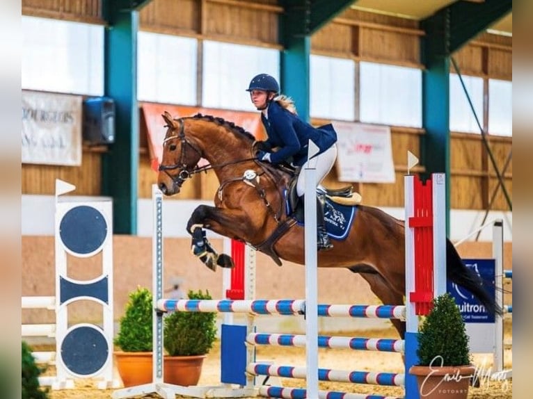 Weitere Warmblüter Wallach 9 Jahre 165 cm Brauner in LahrWallendorf