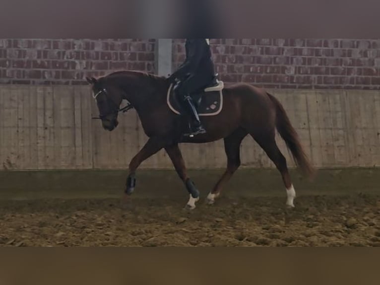 Weitere Warmblüter Wallach 9 Jahre 165 cm Dunkelfuchs in Wachtendonk